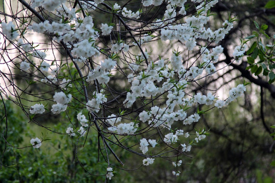 樱花