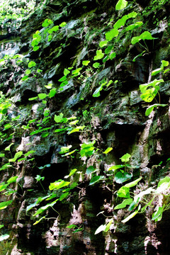 崖壁上的绿叶