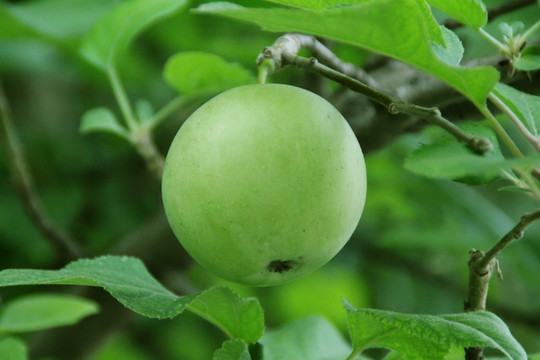 苹果 果树