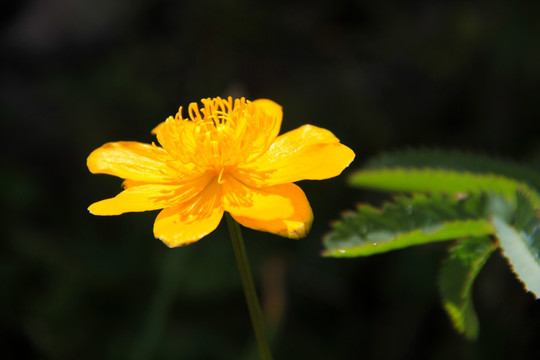 高山野金盏花