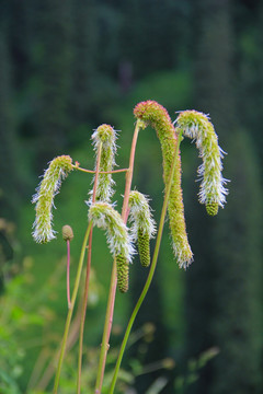 高山野草