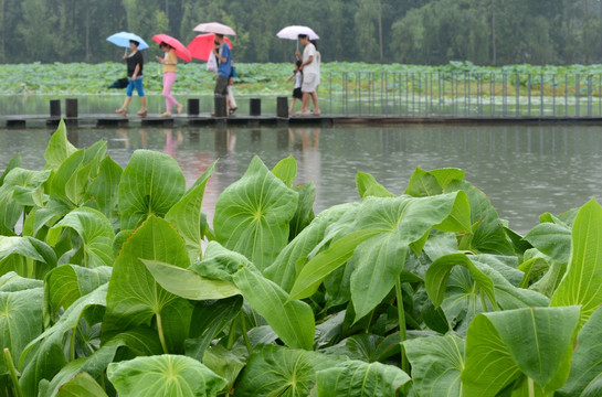 三圣乡荷塘月色雨中旅游