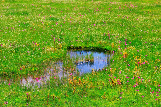 香格里拉花海