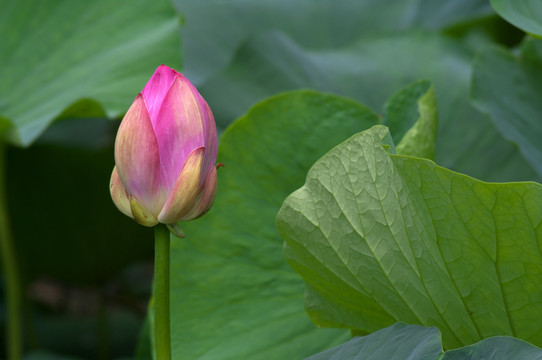 荷花