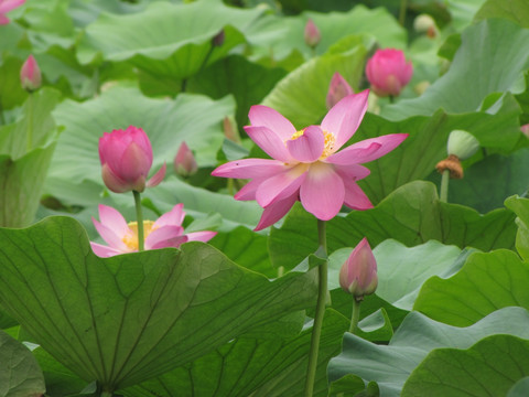 南开大学马蹄湖红荷