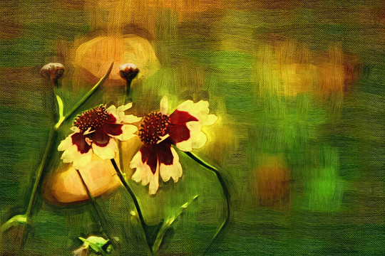 花卉油画 装饰画  雪菊