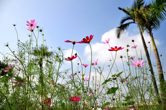 格桑花