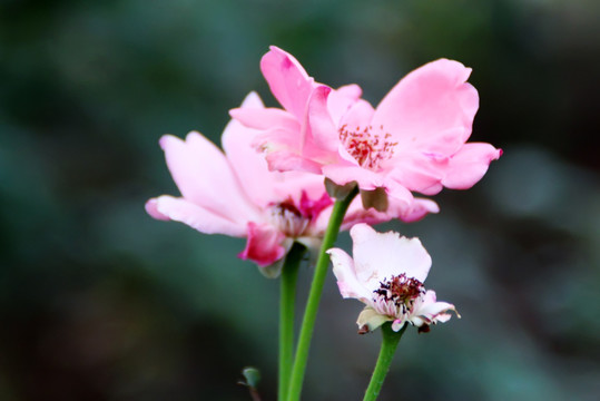 月季花 玫瑰