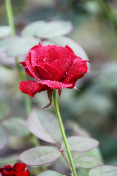 玫瑰花 雨后玫瑰