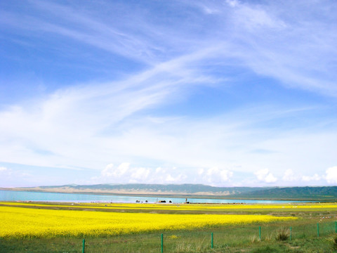 青海湖油菜花