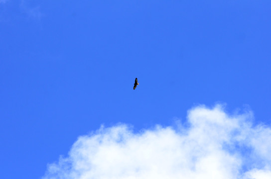 老鹰翱翔在蓝天上