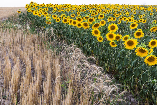 葵花地  麦田边