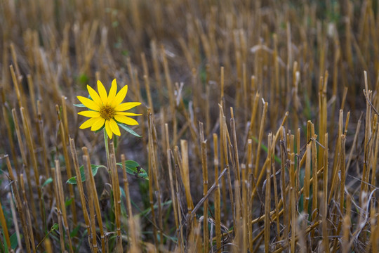 葵花