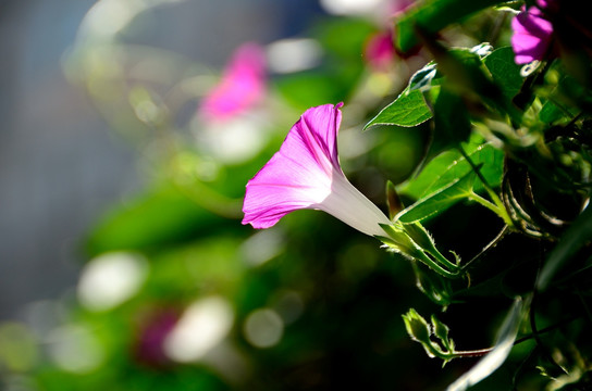 牵牛花