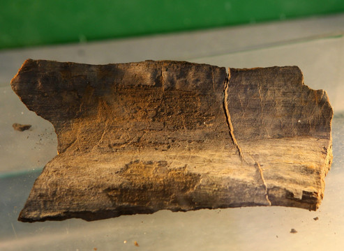 硅化木化石