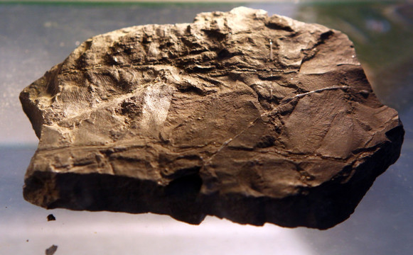 古植物化石
