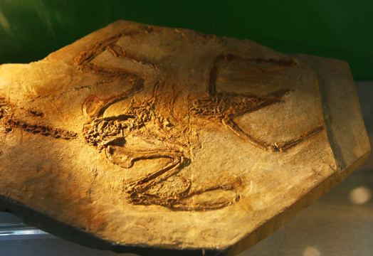 远古时期青蛙化石