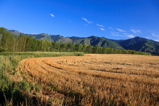 麦田