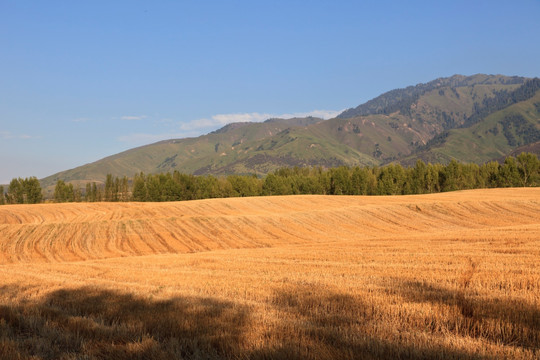 田野