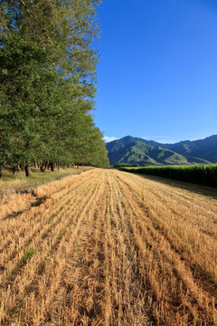 田野