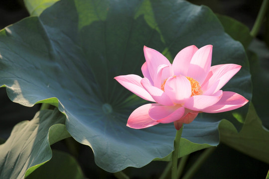 荷花 出水芙蓉