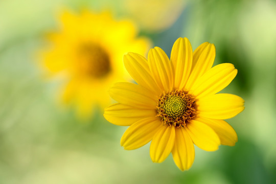 花卉 花朵 黄色花卉