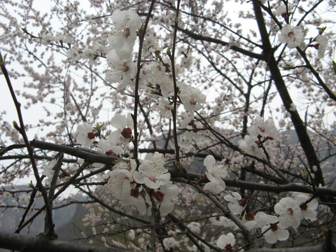 桃花 花朵 春天