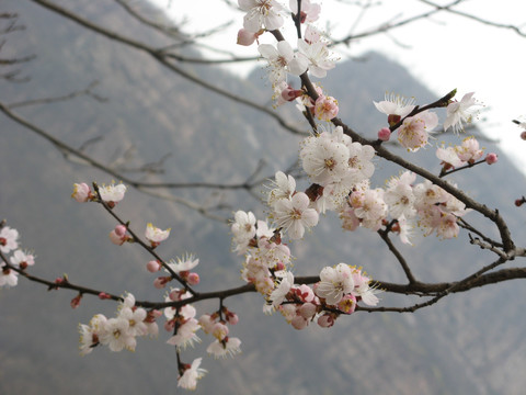 桃花 山花 春天