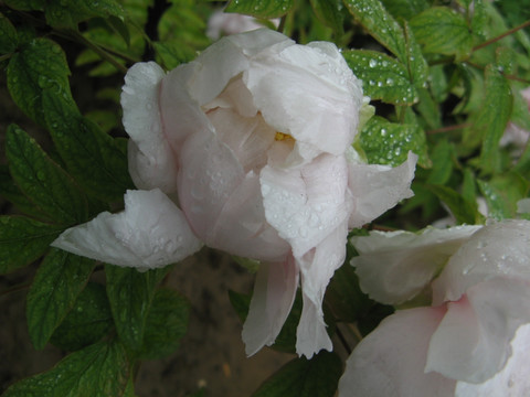 雨后牡丹 洛阳牡丹 花卉