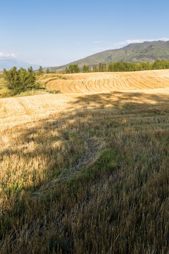 麦田