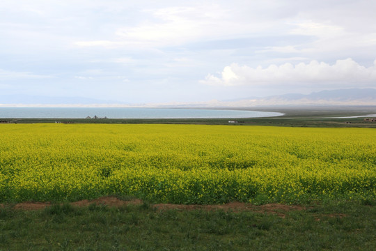 青海湖油菜花