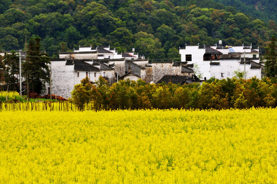 婺源田园风光