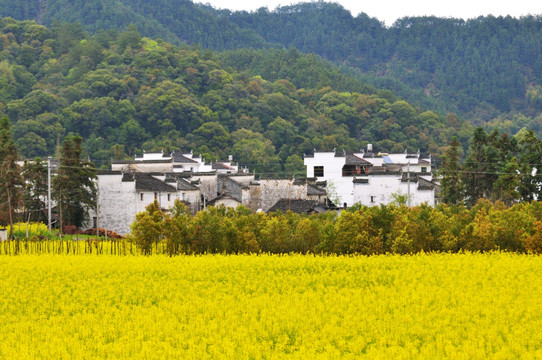 婺源田园风光