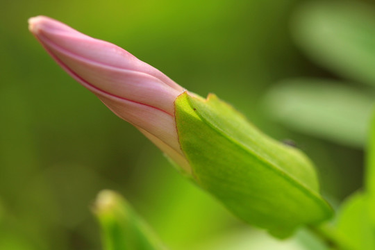 花卉 粉色