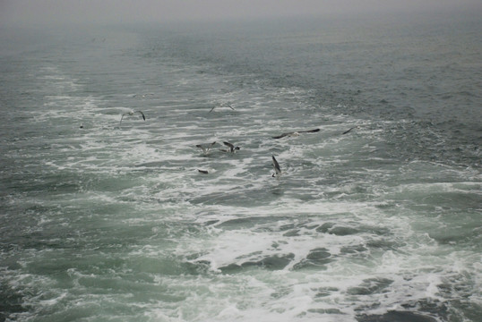 长岛海面 群鸥 海浪 海鸥