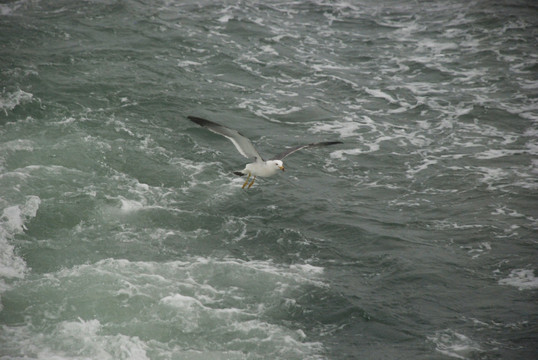 长岛海面 海浪 海鸥