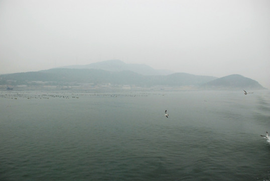 長島 鳥島  海上 海鷗