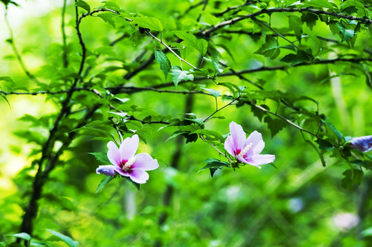 木槿花