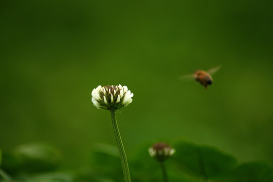 蜜蜂与花