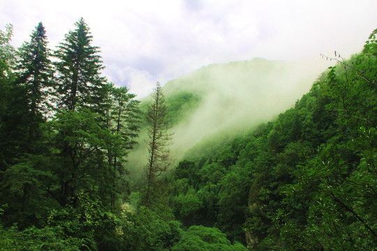 长白县望天鹅景区云海