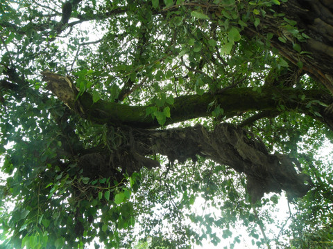 加德满都杜巴广场奇特的古树