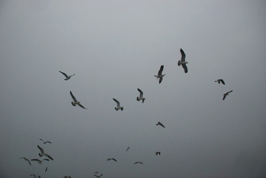 长岛海鸥 群鸥 海鸥