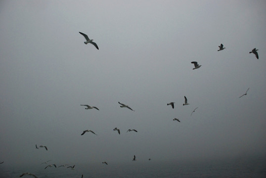 长岛海鸥 群鸥 海鸥
