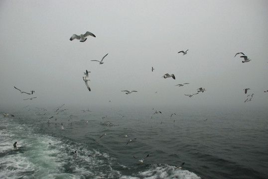 长岛海面 群鸥 海浪 海鸥