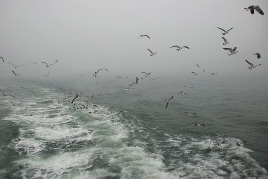 长岛海面 群鸥 海浪 海鸥