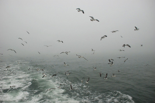 长岛海面 群鸥 海浪 海鸥