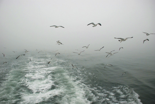 长岛海面 群鸥 海浪 海鸥