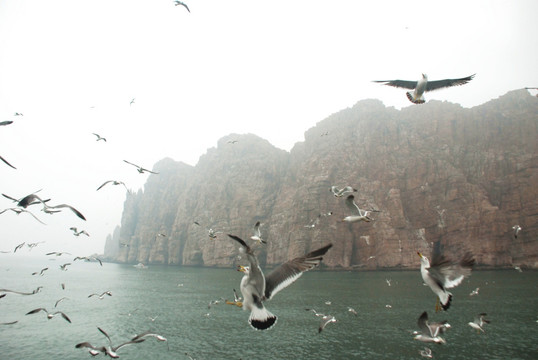 长岛 鸟岛 群鸥 海上 海鸥