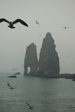 长岛 鸟岛 群鸥 海上 海鸥