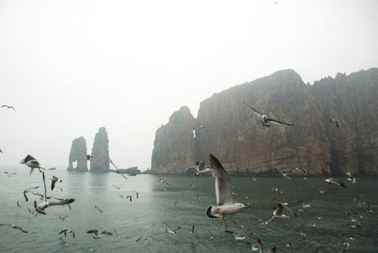 长岛 鸟岛 群鸥 海上 海鸥